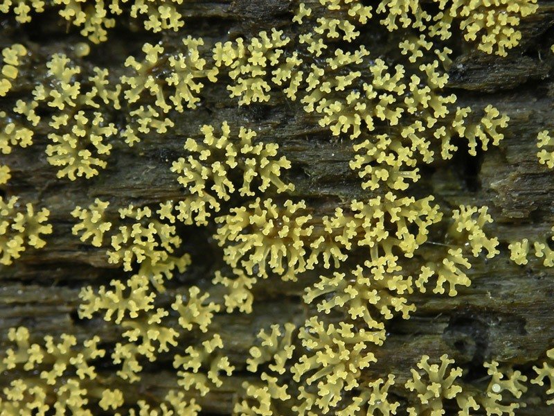 Slime-molds-23.jpg